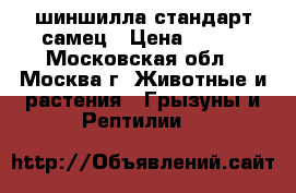 шиншилла стандарт самец › Цена ­ 500 - Московская обл., Москва г. Животные и растения » Грызуны и Рептилии   